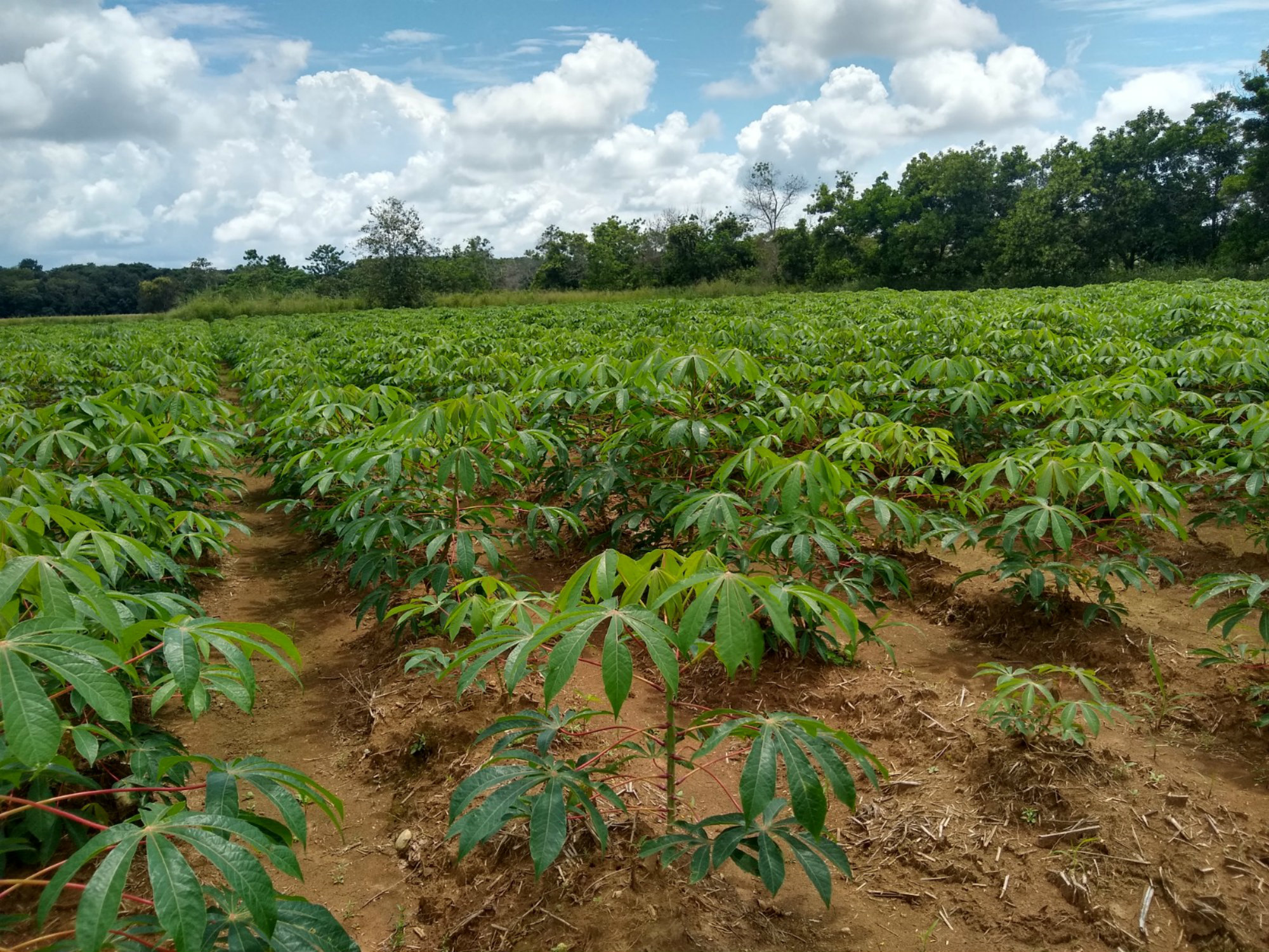 Producción en campo con agricultores aliados