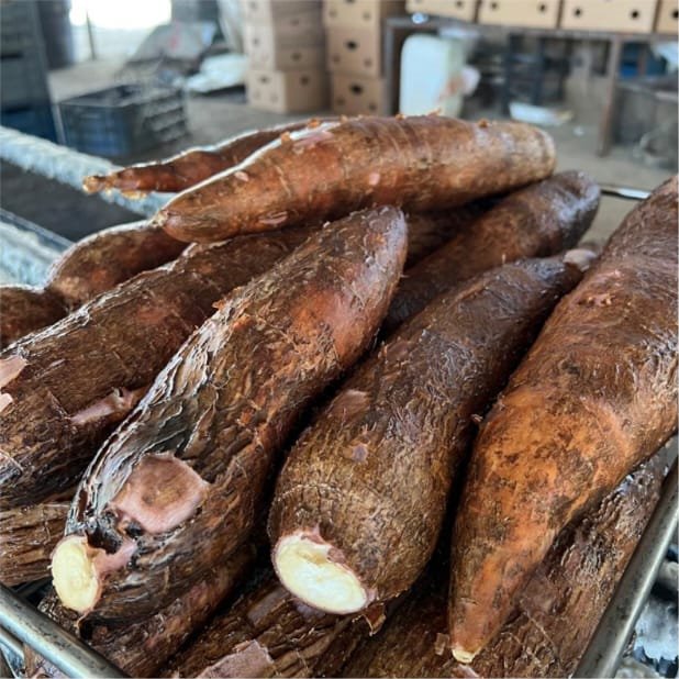 Yuca parafinada Agrollanos en planta